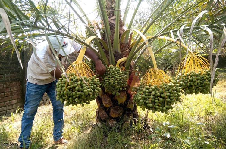 মরুভূমির খেজুরে স্বাবলম্বী দিনাজপুরের জাকির হোসেন