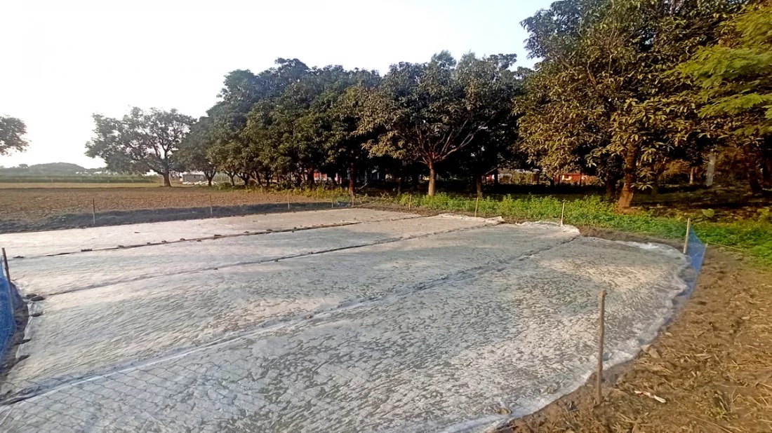 তীব্র শীতে ফসল বাঁচাতে ‘পলিথিন থেরাপি’
