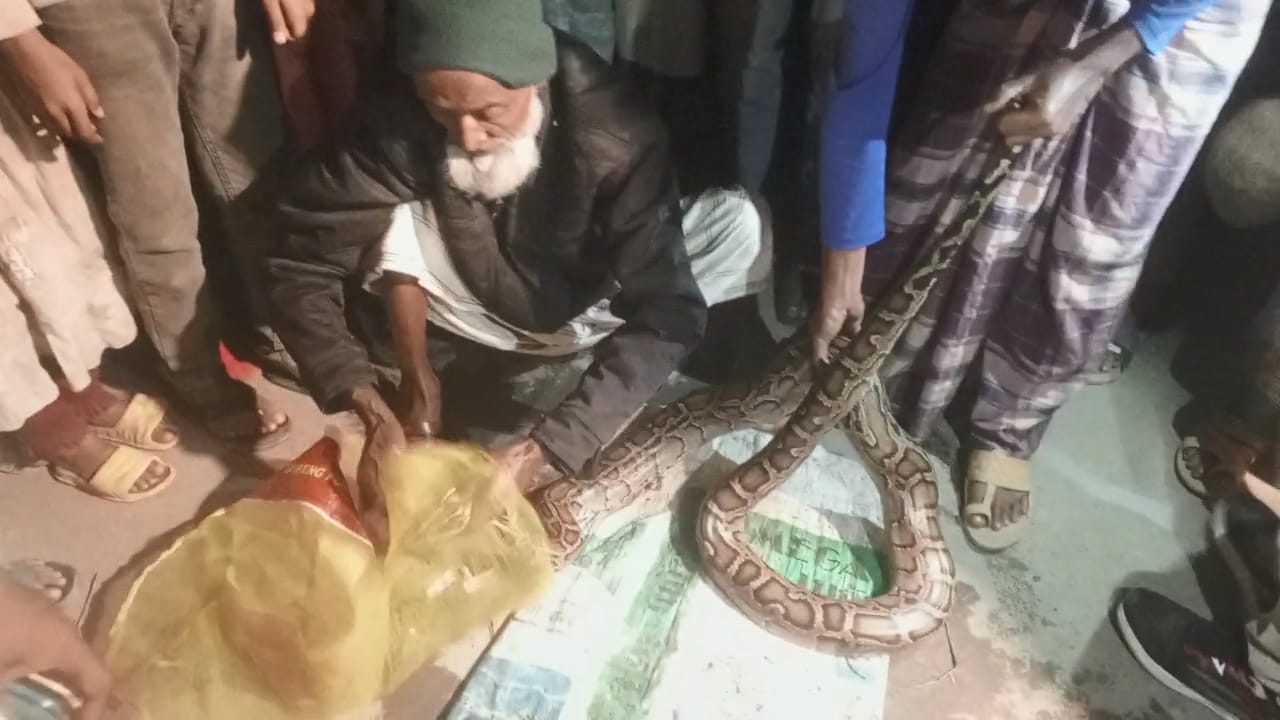 বাগেরহাটে মাছের ঘের থেকে ১২ ফুট অজগর উদ্ধার