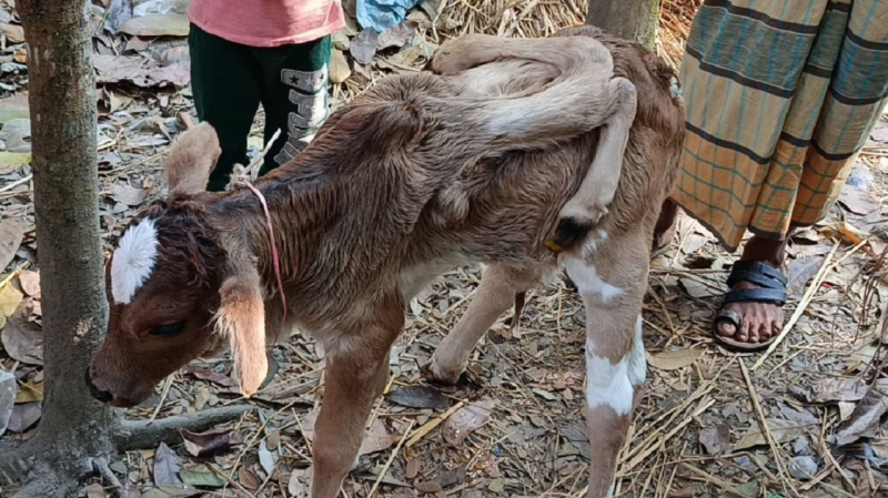ভোলার লালমোহনে জন্ম নিলো ৬ পা বিশিষ্ট গরুর বাছুর